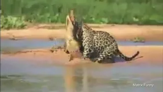 Jaguar Hunting skills attack on Caiman | Big Cat