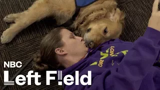 Comfort Dogs Heal Las Vegas Shooting Victims | NBC Left Field
