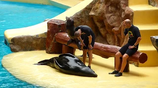 Loro Parque Sea Lion Show (1080p HD)