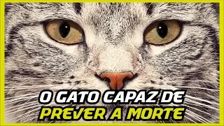 Oscar a história do incrível gato capaz de prevê a morte