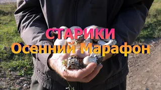 Старики Осенний Марафон