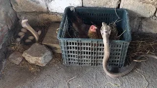 10 MADRES (DEL MUNDO ANIMAL) SALVANDO a SUS CRÍAS (🐍DE DEPREDADORES)