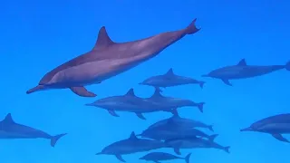 Dolphins of Sataya Reef (Egypt), LOTS of them :-) - september 2022