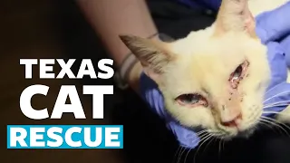 Nearly 200 cats, kittens and dogs rescued from Texas home!