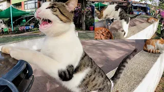 Stray cats who got angry at me because I was late to feed them. A village full of hungry cats.