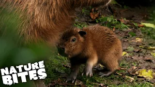 Surprise Capybara Birth Shocks Zookeepers | The Secret Life of the Zoo | Nature Bites