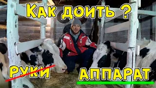 Как доить коров? Ручная или аппаратная дойка?