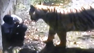 Raw Footage: 'Mar Gaya!" - Onlooker's Chilling Remarks as Tiger Mauls Youth in Delhi Zoo