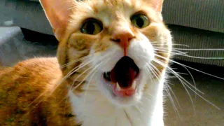 This Talking Cat is Hilarious | Funny Pet Videos