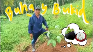 Paano itanim at alagaan ang mangosteen: Buhay Bukid 🌴ep.6