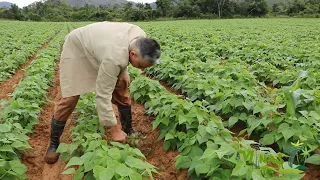 Abundantes frijoles y hortalizas en las tierras de Minas de Matahambre