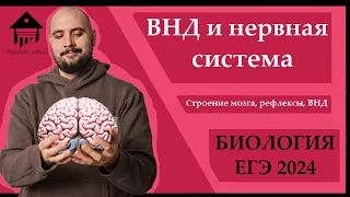 НЕРВНАЯ СИСТЕМА и ВНД для ЕГЭ 2024 |ЕГЭ БИОЛОГИЯ|Freedom|