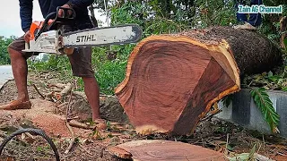 Failed to fall..!! cut a small trembesi tree but the wood is good