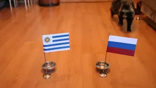 Енотовидная собака Соня предсказывает исход матча Россия – Уругвай