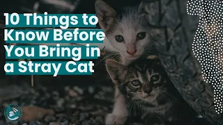 10 Things to Know Before You Bring in a Stray Cat