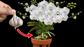 Just do this and your orchid will bloom all year round