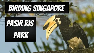 Birding Singapore - Pasir Ris Park