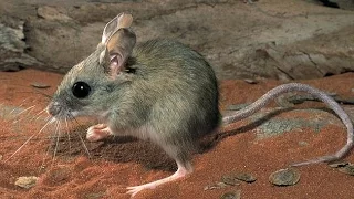 Desert Hopping Mouse