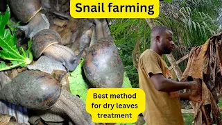 HOW TO TREAT YOUR DRY LEAVES FOR MULCHING IN YOUR SNAIL PEN ( 2024 BEGINNERS GUIDE)