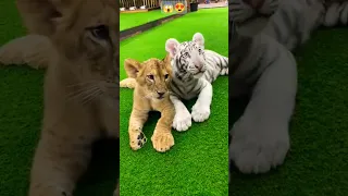 TIGER AND LION CUBS IN LAZY MOOD |🔥😍❤ #shorts #shortsvideo #cute