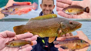 Summer Sea Fishing - How to catch Wrasse - Wrasse Grand Slam Challenge Completed