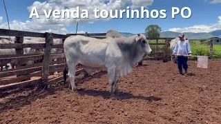 A venda tourinhos PO