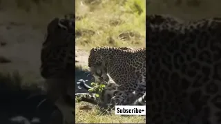 Leopard attacks a serval cat 🐈