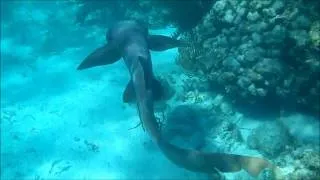 NEC Belize 2012: Nurse shark at Mexico Rocks reef