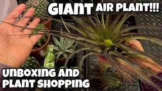 Giant Airplant | Air Plants Unboxing | new cacti, succulent, houseplants and air plants | Dec 11