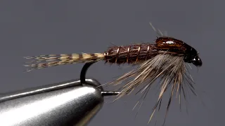 Phat and Phunky Pheasant Tail Nymph