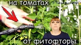 Одно из самых ЭФФЕКТИВНЫХ средств от ФИТОФТОРЫ на томатах!