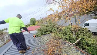 Cutting the HEDGE in half in Bad weather🌬❄️🌨🌩☀️