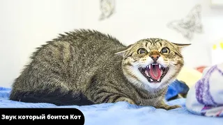 Ультразвук который пугает котов и кошек / Звук для кошек и собак. Раздражающие звуки