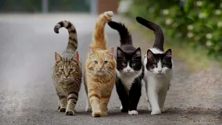 NEW FUNNY ANIMALS VIDEO 😹 FUNNY CATS 🐈 FUNNIEST CAT CUTE CATS 😂 TINGKAH KUCING KOCAK #funny #cat