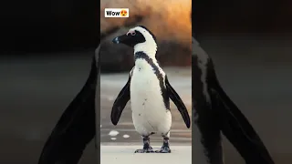 Cute baby penguin 🐧😍 #cute #beautiful #birds #nature #viral #short #shortvideo #shorts #ytshorts