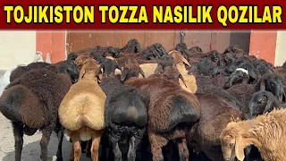 TOJIKISTON TOZZA XISSORI 6 OYLIK QOZILAR YANGI NARXLARI 2024