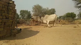 Big Powerful white Cow with Gorilla bull Meeting ! First Time Meeting Murrah