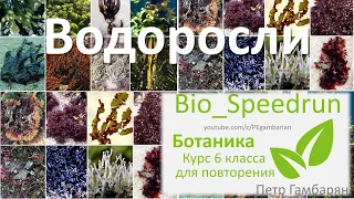16. Водоросли (Speedrun ботаника 6 класс, ЕГЭ, ОГЭ 2021)