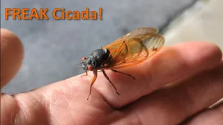 FREAK #cicada
