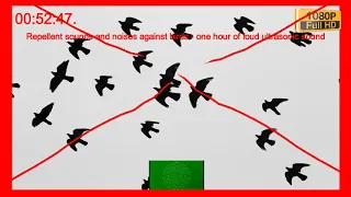 Repellent sounds and noises against birds - one hour of loud ultrasonic sound