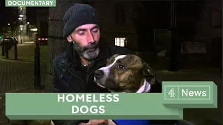 Dogs on the streets: how four-legged friends help the homeless