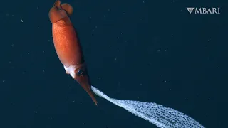 Deep-sea squid mom carries eggs to keep them safe from predators