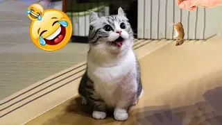New Funny Animals 2023😹Funniest Cats and Dogs🐕🐈 Part34