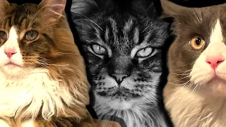 Warum sind Maine Coons besonders?