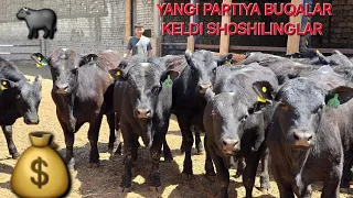 QOBILJON AKAMIZ BUQALARNI TUTTEY TOʻKYABTI MA SHAA ALLOH 🐃🐂😱