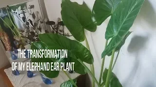 I brought my Alocasia calidora ( elephant ear plant ) indoors. Watch the difference.