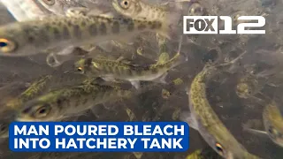 Man accused of pouring bleach into Oregon hatchery tank, killing nearly 18K young salmon