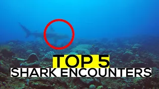 TOP 5 CLOSE SHARK ENCOUNTERS caught on GOPRO (While Scuba Diving)