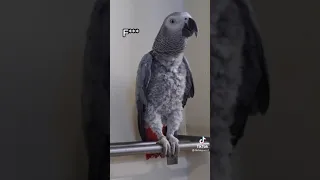 Parrots swearing compilation