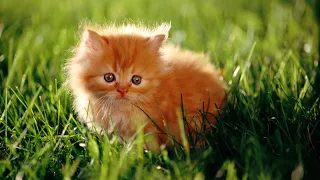 Cute and Funny Cats and Kittens Meowing Compilation 2021